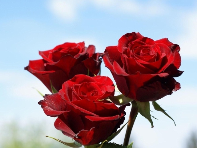 Красные розы на фоне неба