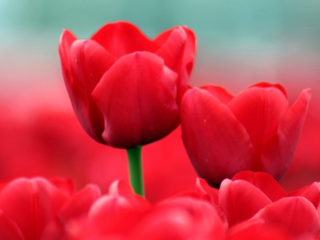 Красные тюльпаны