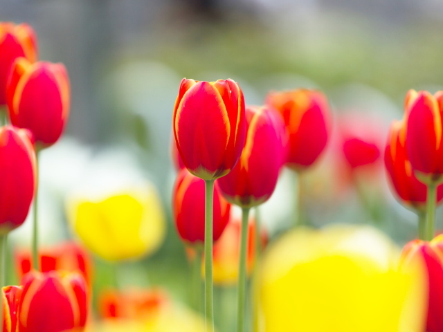 Красные с желтым тюльпаны