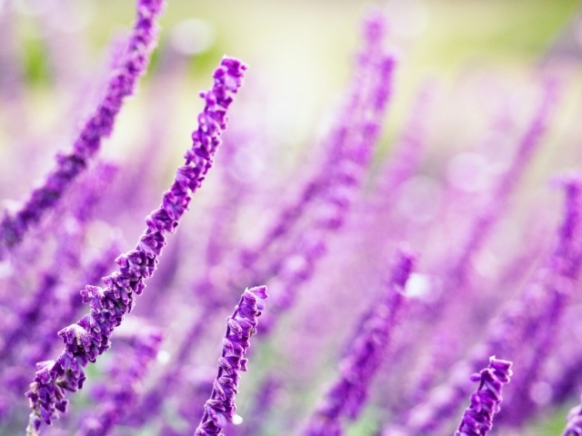 Житель полей