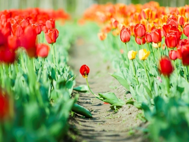 Дорога среди мака