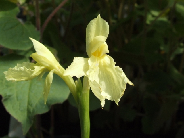 Красивый цветок роскоя в парке