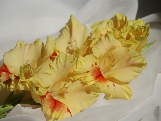 Несколько желтых гладиолусов