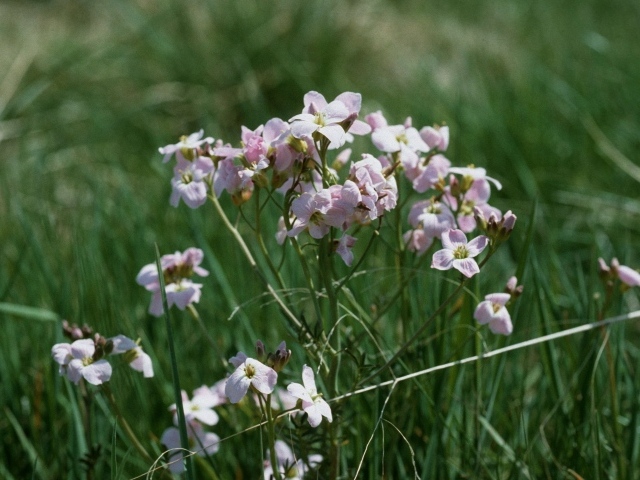 Цветы резуха в саду