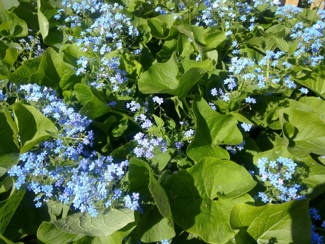 Весенние красивые  цветы незабудки