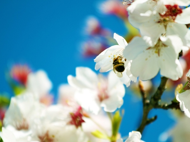 Весенняя пчела 