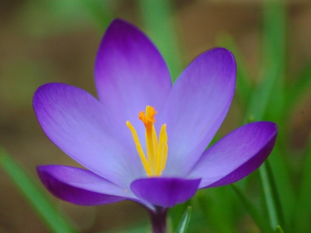 Весенний цветок Крокус