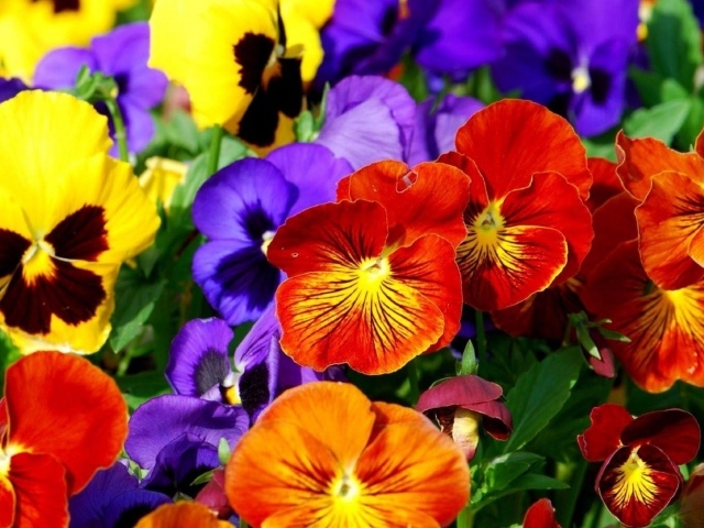 Весенние анютины глазки расцвели на поляне