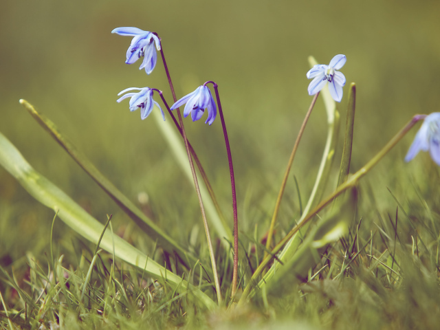 Весенние подснежники на поляне