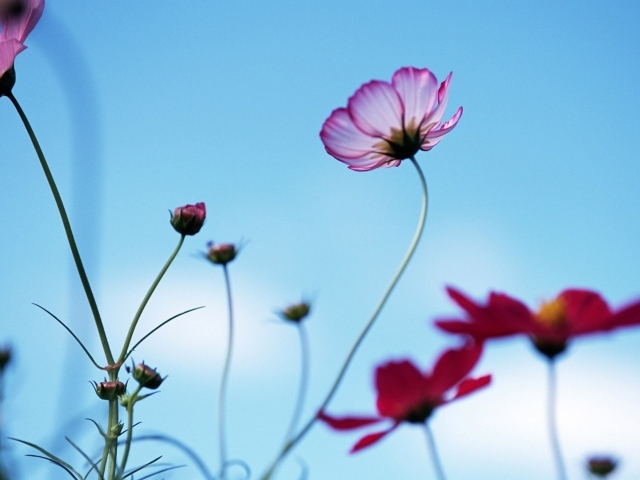 Необычная ромашка