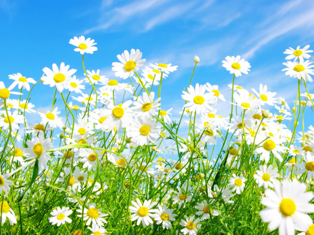 Солнечные цветы маргаритки на поляне