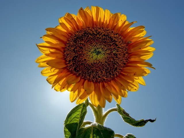 Подсолнух цветок с семечками