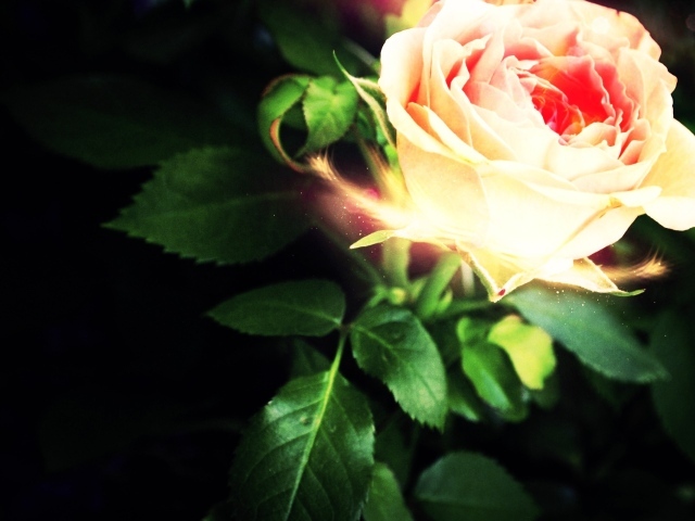 Светящеяся роза