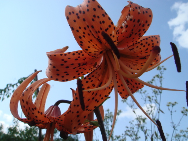 Цветок на фоне неба