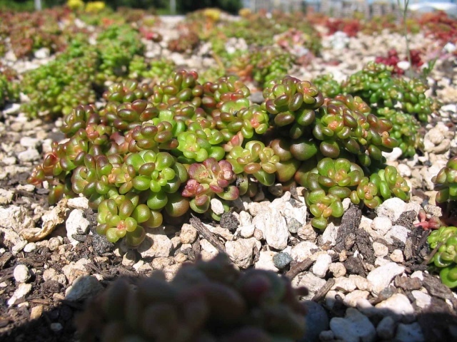 В саду красивое растение седум