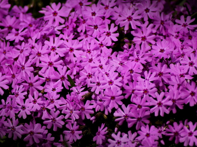 В парке красивые цветы флокс