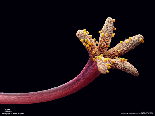 Пестик цветка с пыльцой