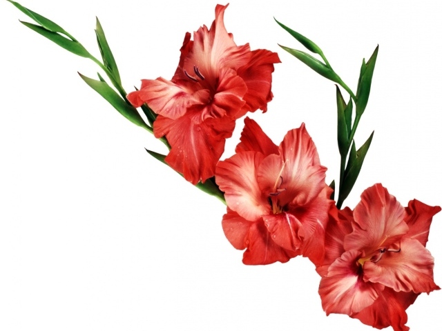 Три красных гладиолуса