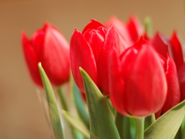 Tюльпаны