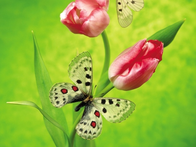 Бабочка и тюльпаны 