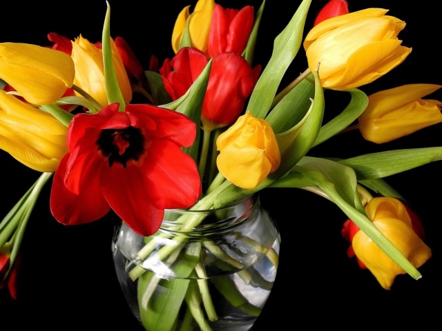 Тюльпаны в банке