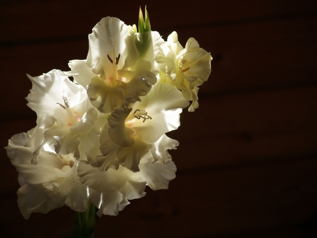 Ветка белых гладиолусов в лучах солнца