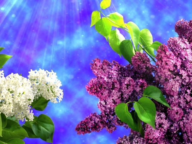 Два вида сирени