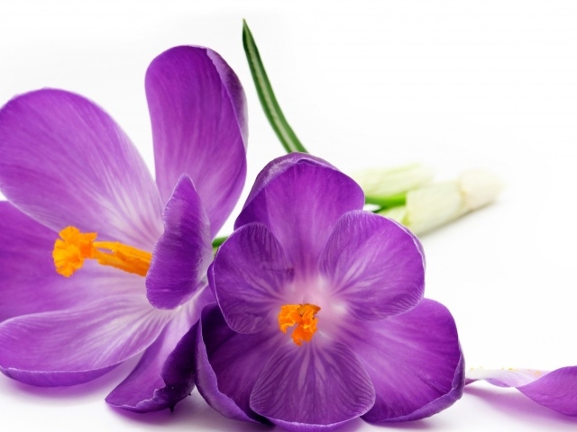 Два фиолетовых цветка