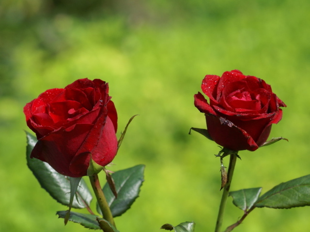 Две красные розы на фоне травы в солнечный день