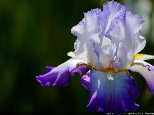 Двухцветный ирис