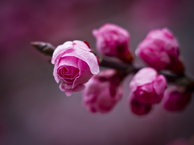 Нераспустившийся бутон цветка