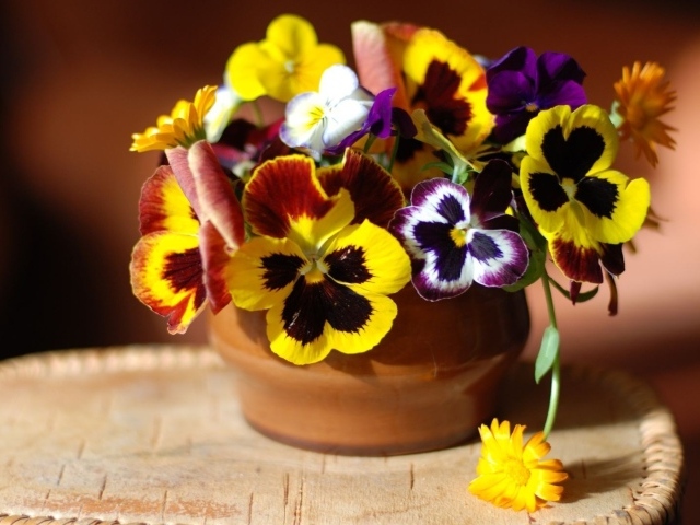 Цветы виола (фиалка,анютины глазки) дома на столе