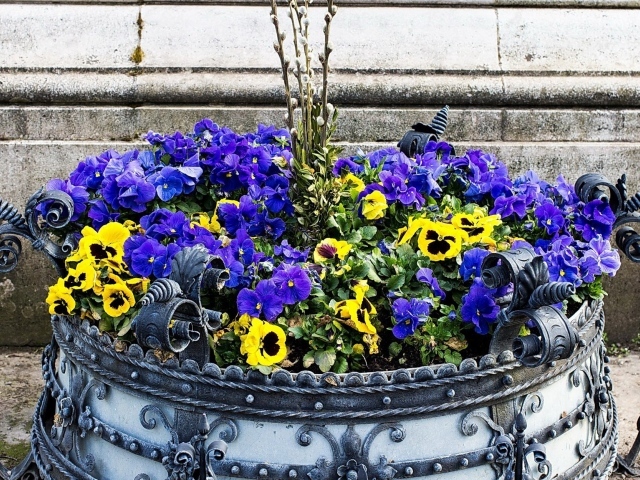 Цветы виола (фиалка,анютины глазки) весной