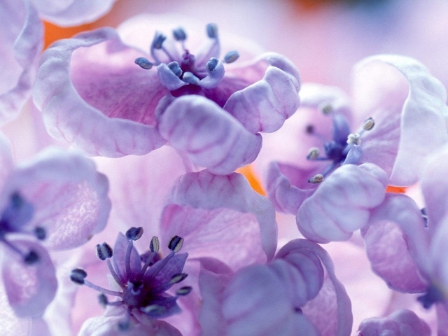 Фиолетовые цветы