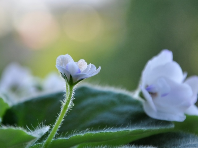 Цветок фиалки