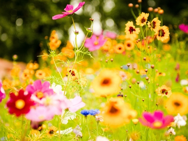 Яркие цветы