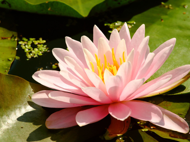 Водяная на болоте нимфея