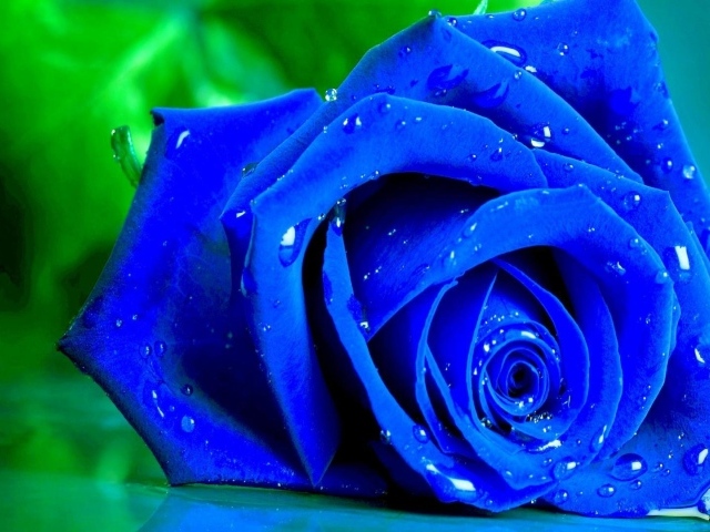Мокрая синяя роза на зелёном фоне