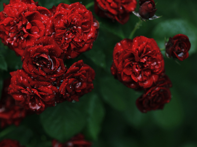 Мокрые садовые красные розы на зелёном фоне