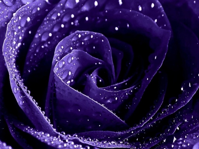 Мокрая фиолетовая роза крупным планом
