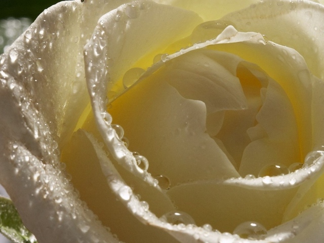 Мокрая белая роза крупным планом