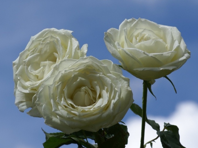 Мокрые белые розы на фоне неба