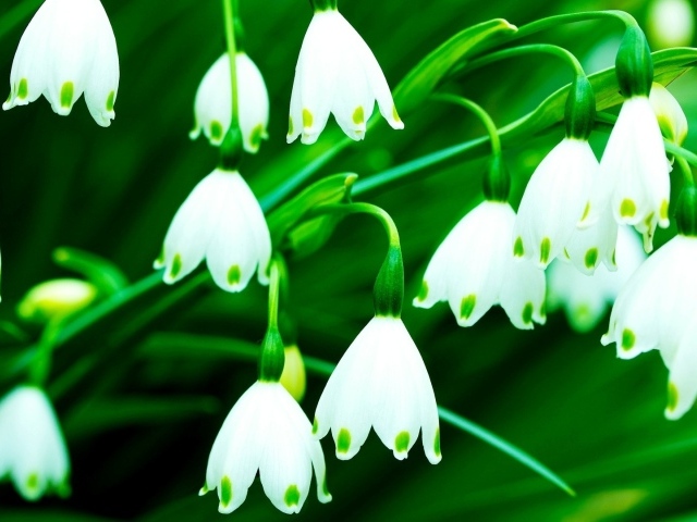 Белый колокольчик