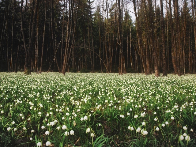 Белое цветение весной
