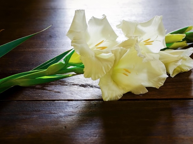 Белые гладиолусы на столе