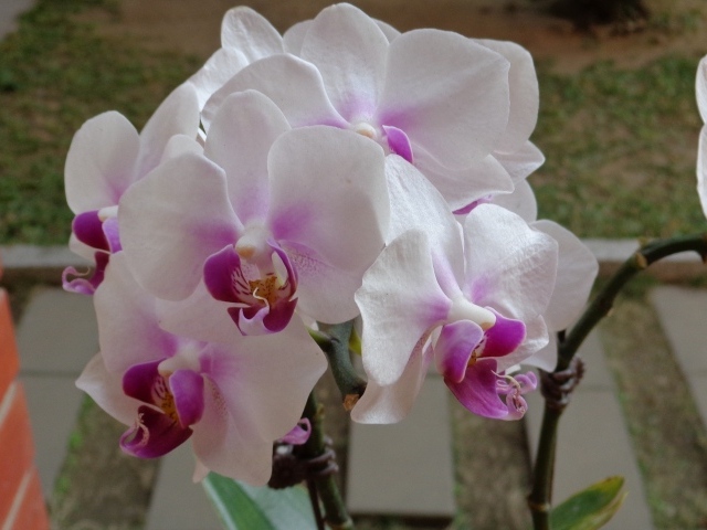Бело сиреневые орхидеи