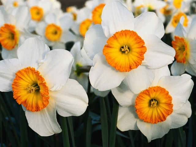 Бело оранжевые цветы