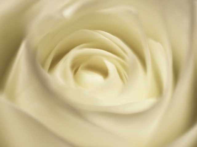 Белая роза, сердцевина крупным планом