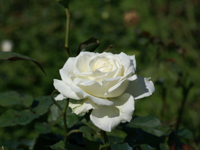 Белая роза распустилась в саду