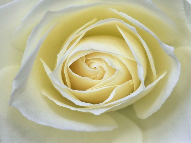 Белая роза крупным планом